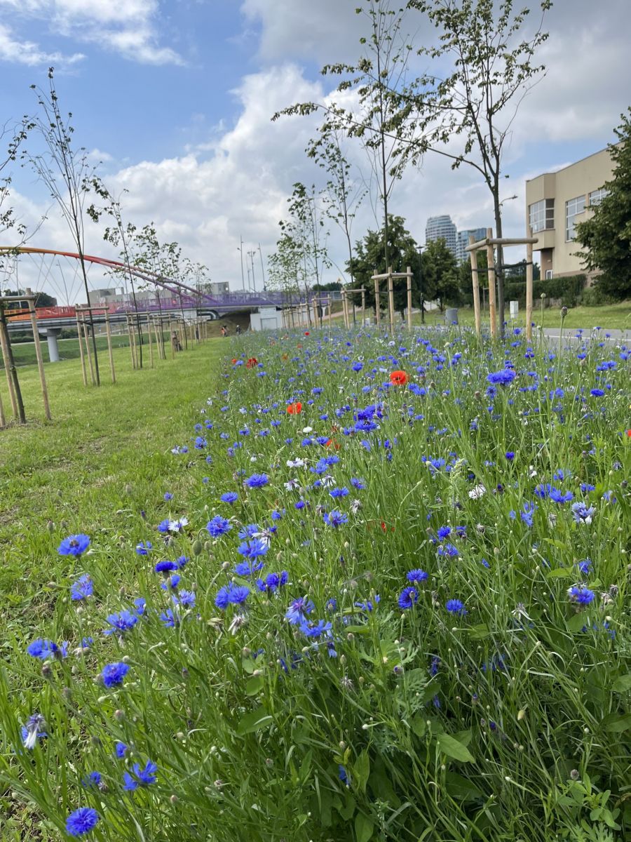 Łąka kwietna - lewa strona Wisłoka przy Moście Narutowicza
