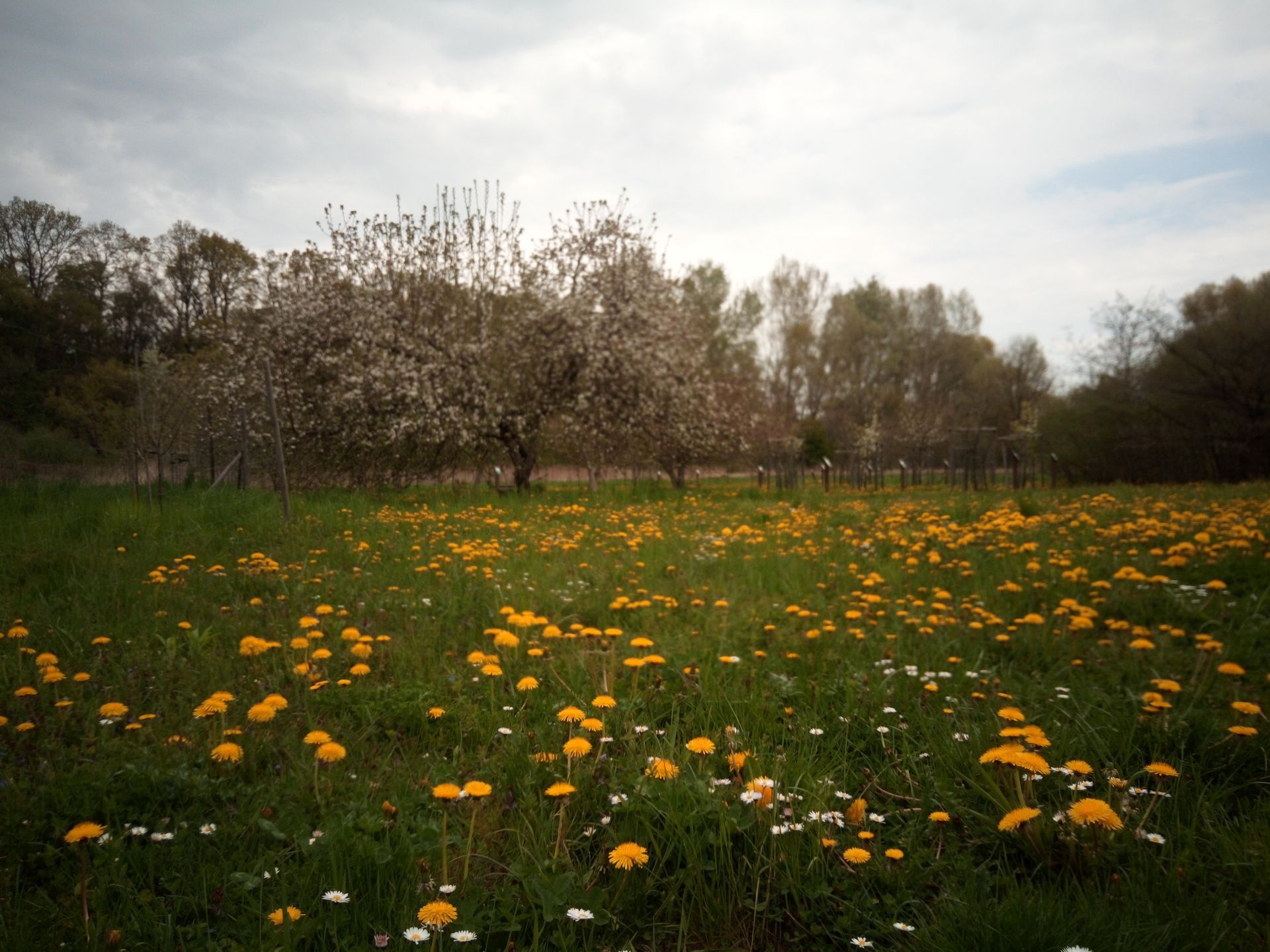 Sad przy rezerwacie Lisia G&oacute;ra