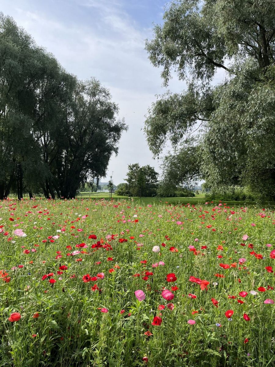 Łąka kwietna na Bulwarach w Parku Kultury i Wypoczynku