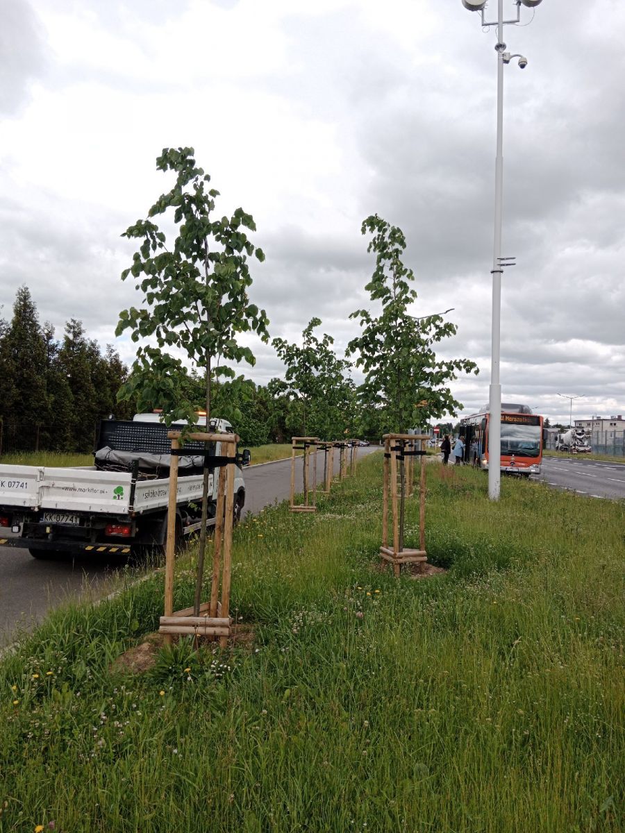 Nasadzenia lip przy ul. Krakowskiej