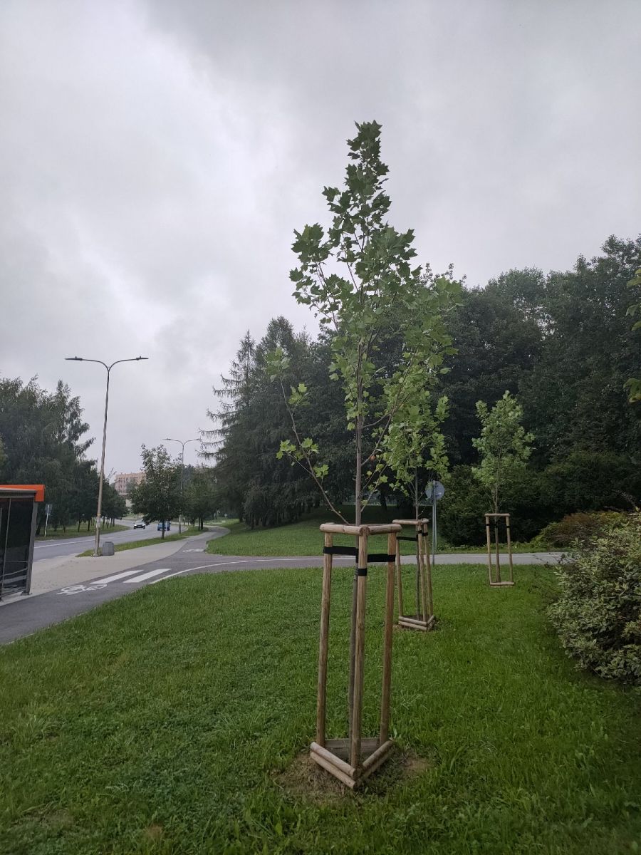 Tulipanowce na Parku Sybirak&oacute;w