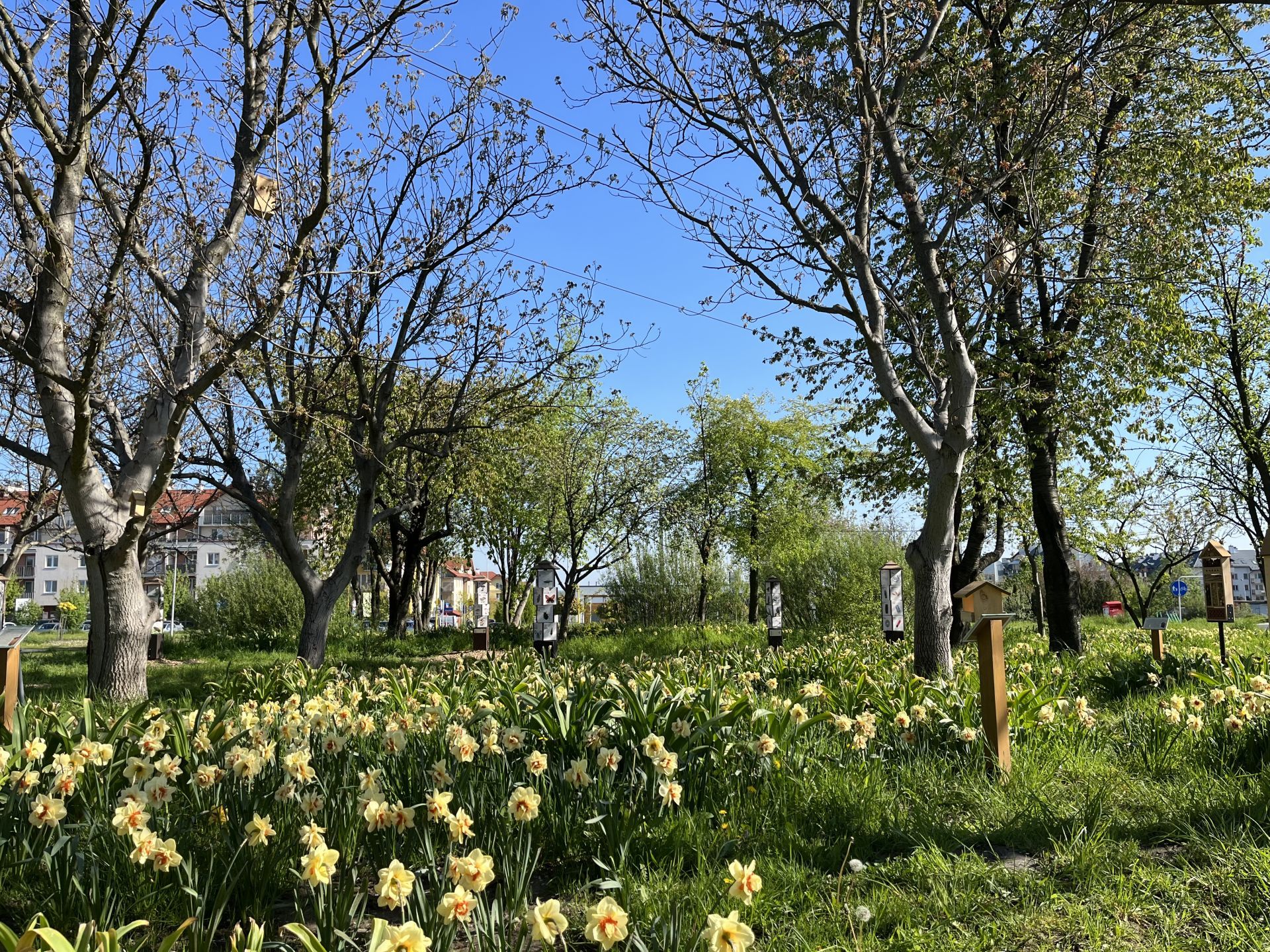 Park przy ul. Wołyńskiej