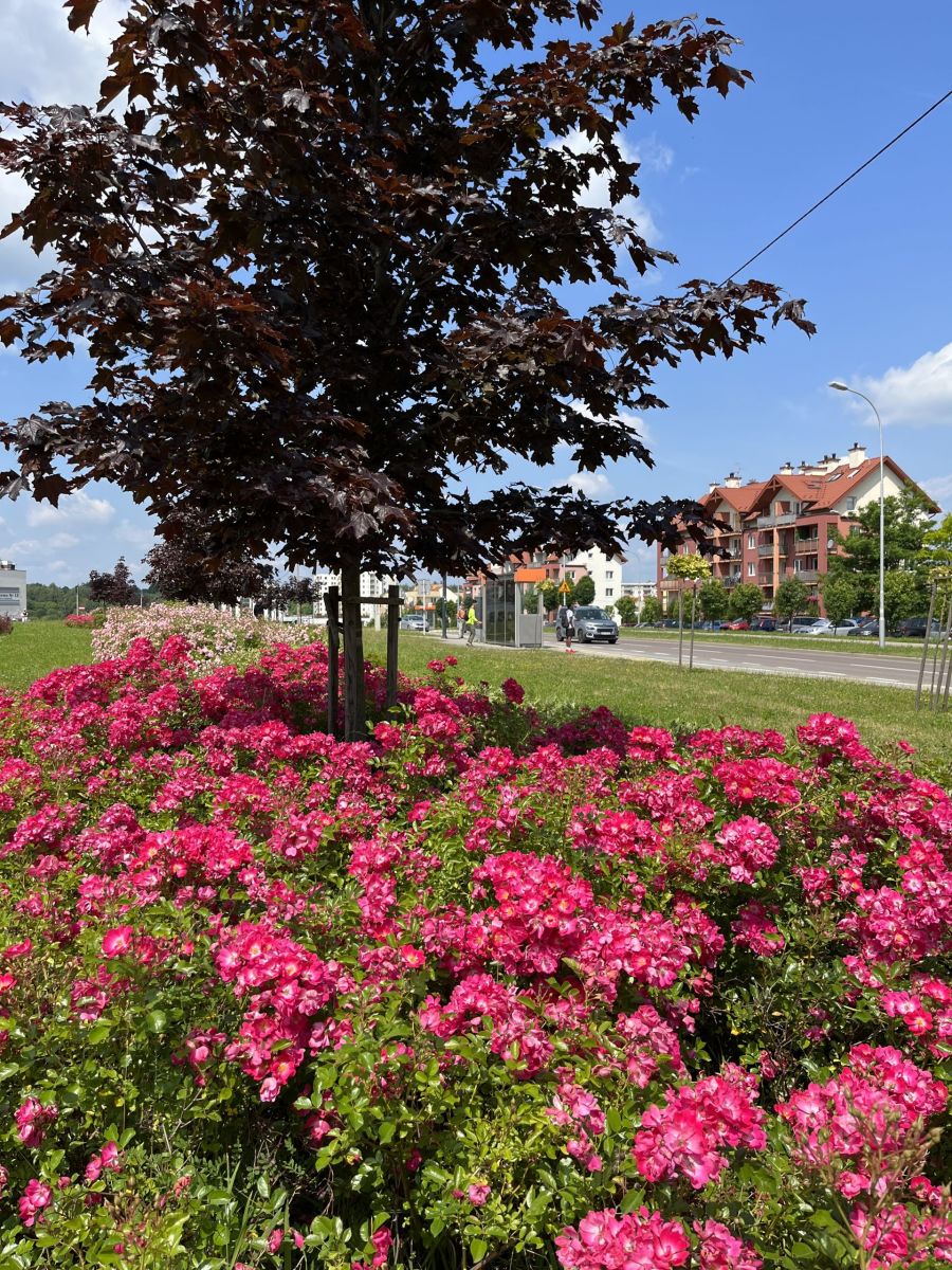 Zieleniec przy Błogosławionej Karoliny K&oacute;zki