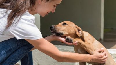 zdjęcie do
													 artykułu Program opieki nad zwierzętami bezdomnymi