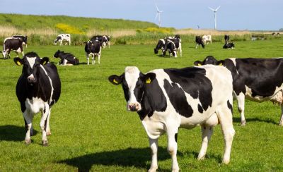 zdjęcie do
													 artykułu Komunikat Powiatowego Lekarza Weterynarii w sprawie ognisk pryszczycy